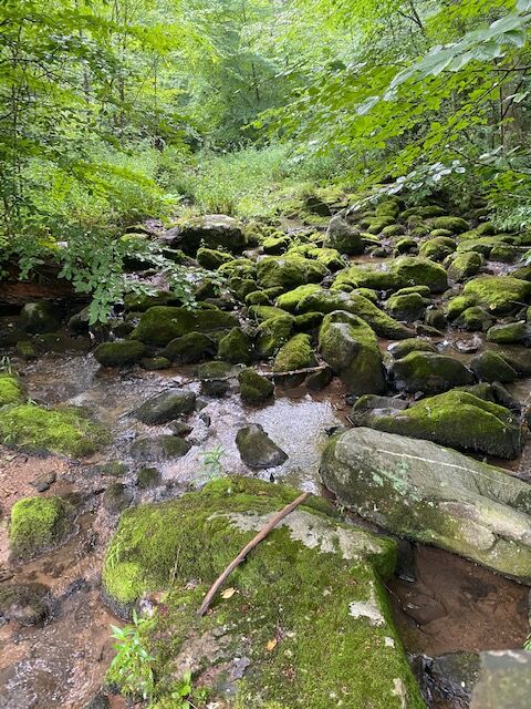 trail scenery